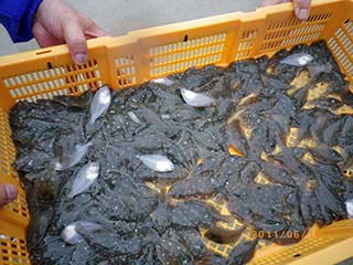 ヒラメの稚魚