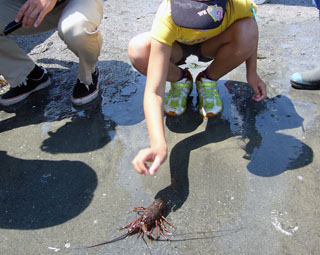 イセエビの稚魚放流