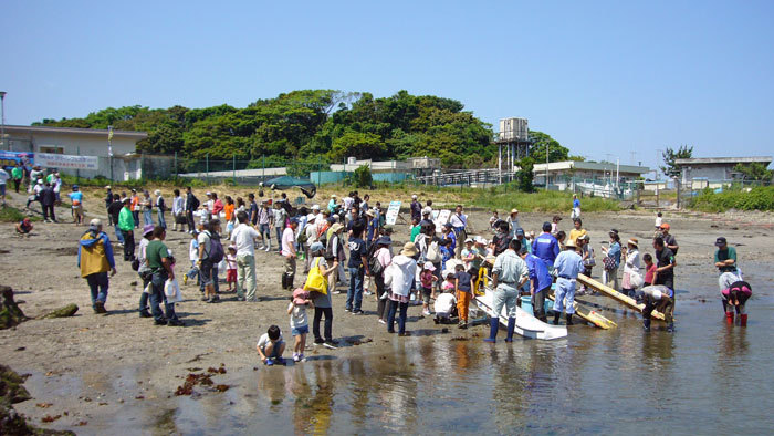 ヒラメの稚魚放流スタート