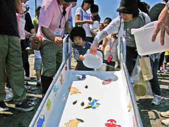 ヒラメの稚魚放流-2
